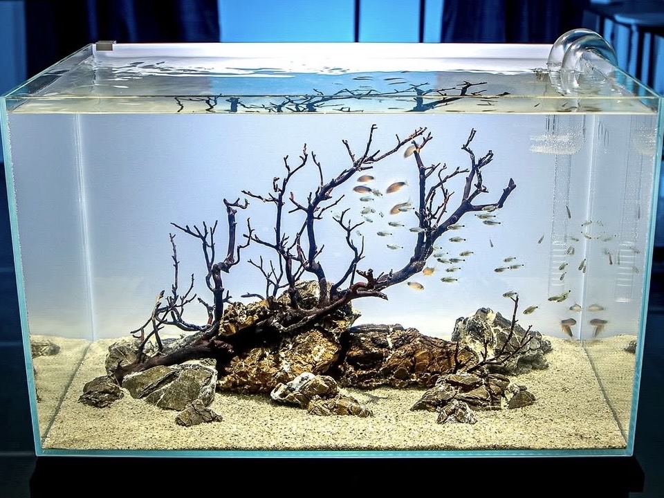 Aké akvárium vybrať pre začiatočníka