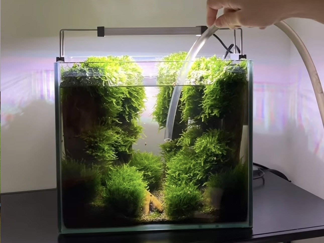 Prvá údržba akvária po založení