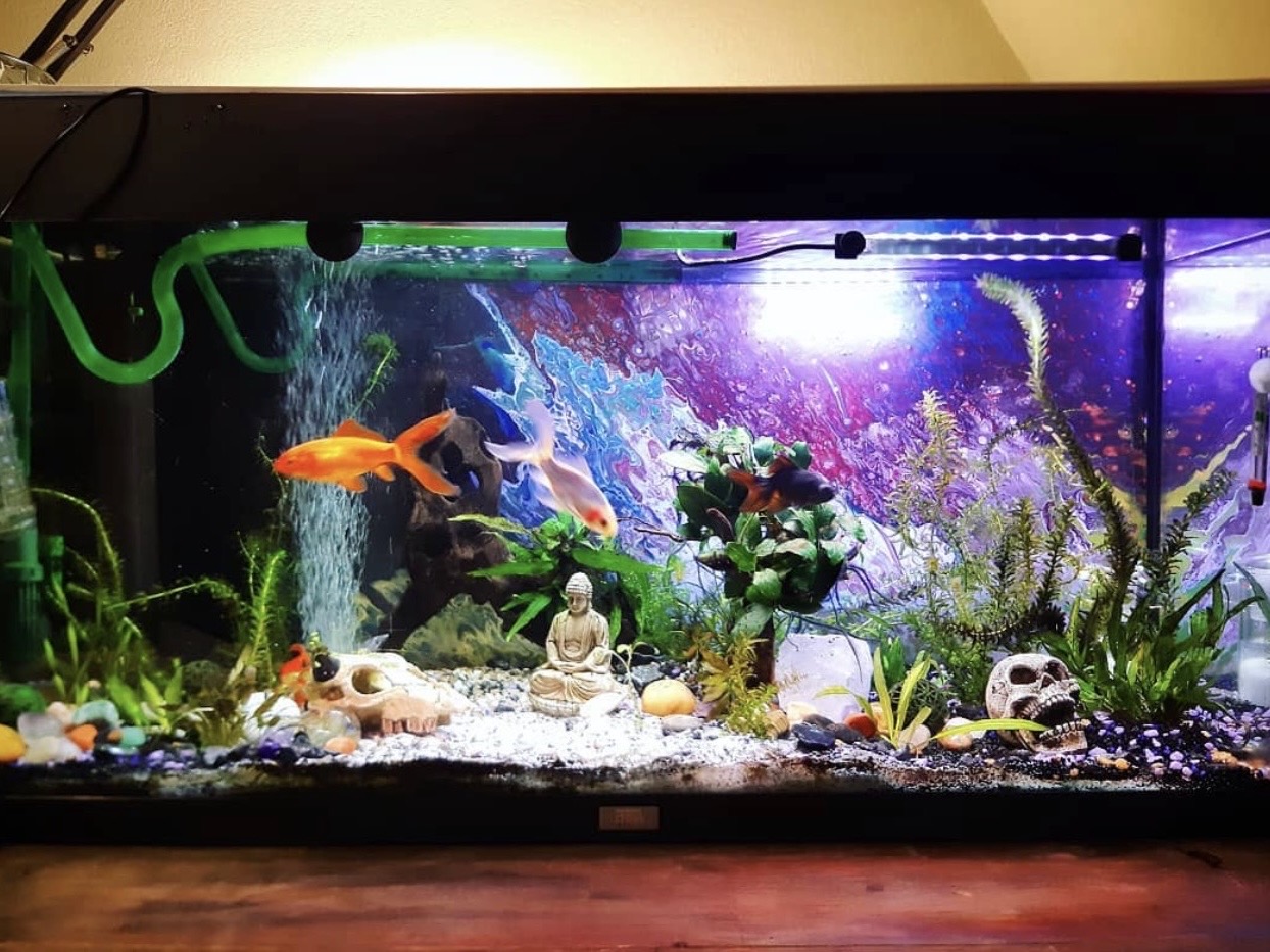 Najčastejšie chyby pri zakladaní akvária