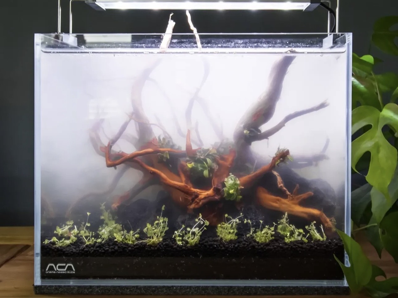 Dusíkový cyklus v akváriu – základ biologickej rovnováhy