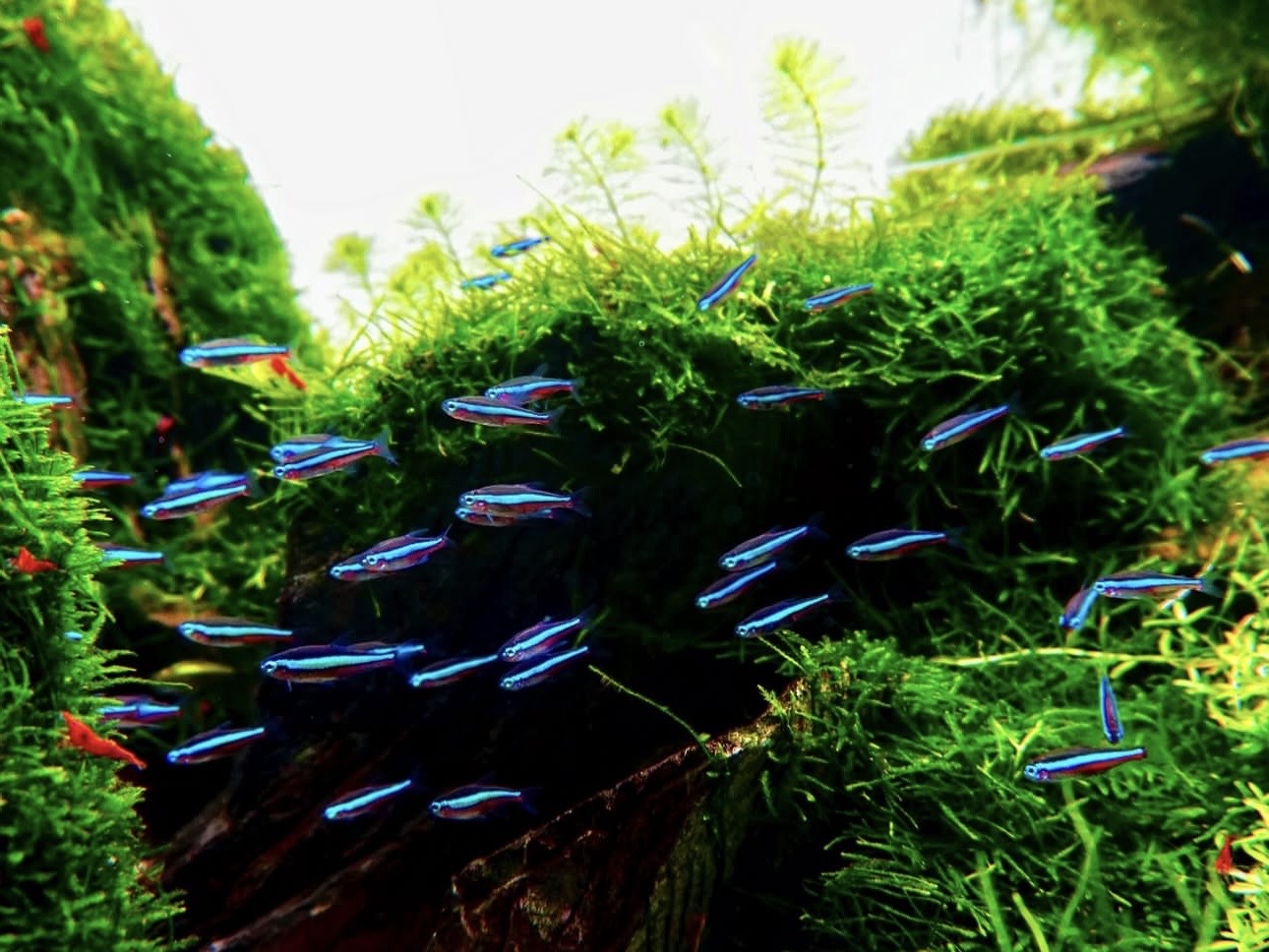 Kedy pridať prvé ryby do akvária