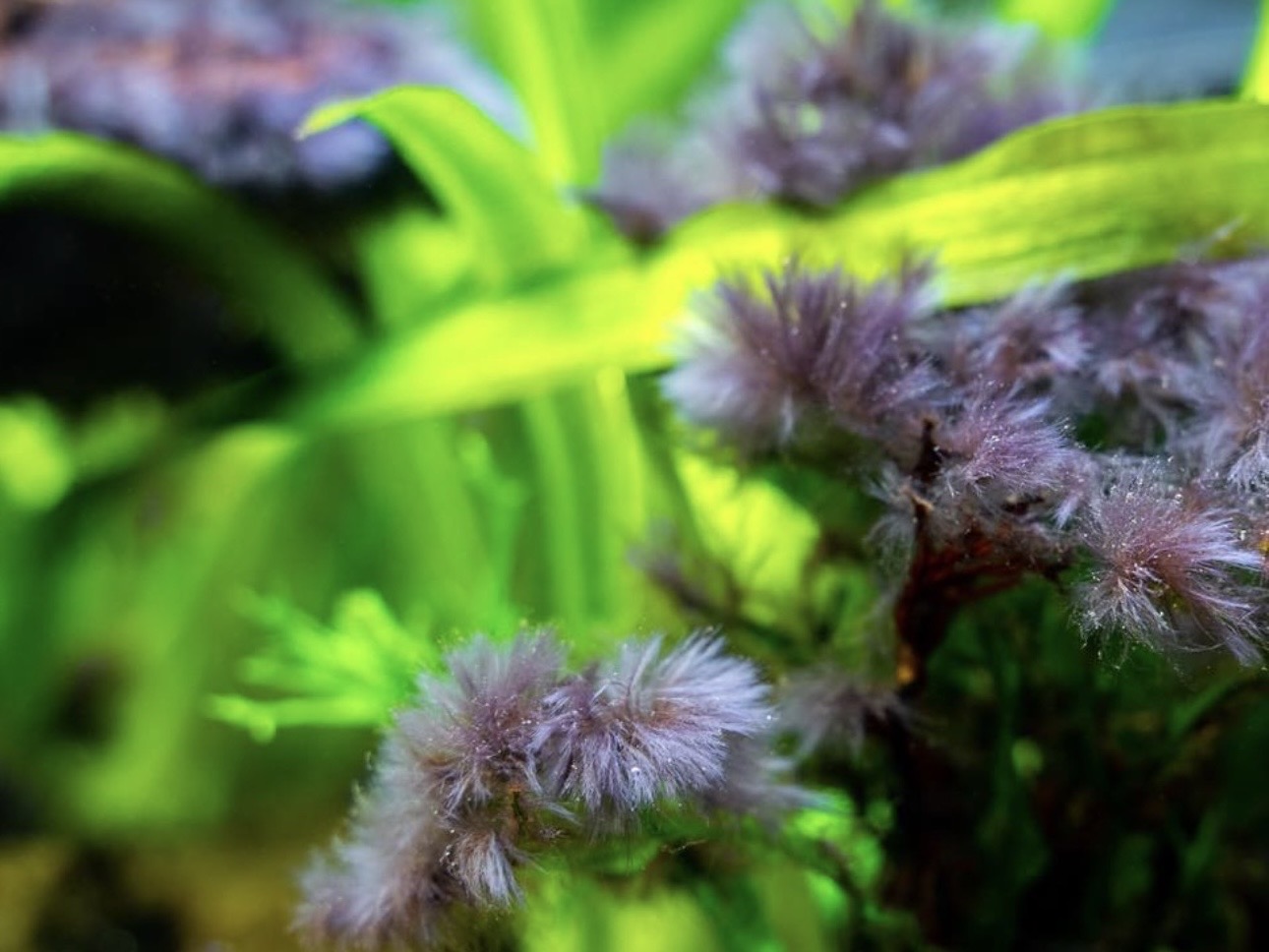 Čierna štetinková riasa v akváriu (BBA): príčiny, odstránenie a prevencia