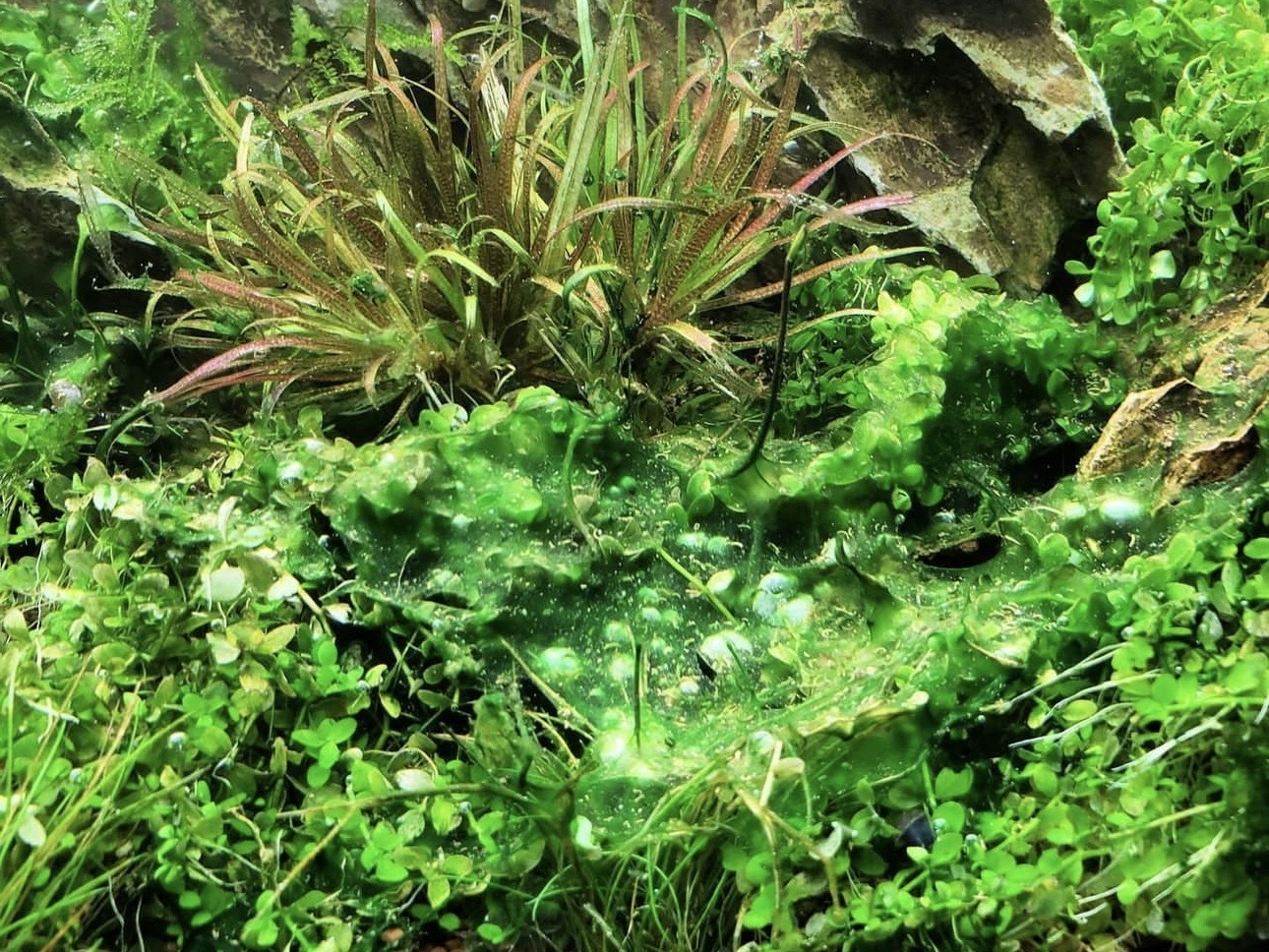 Sinica v akváriu: ako ju rozpoznať, prečo je nebezpečná a čo na ňu funguje