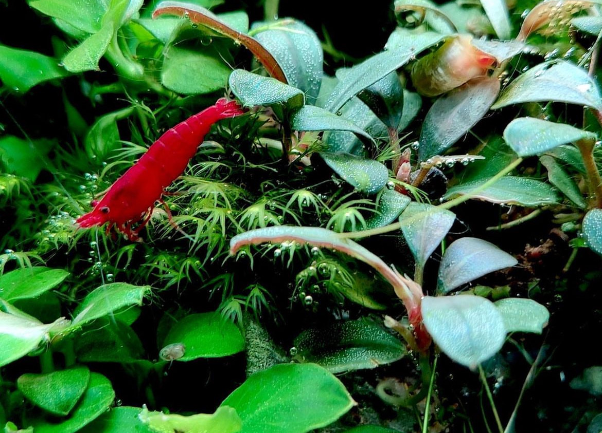 Krevety pre začiatočníkov