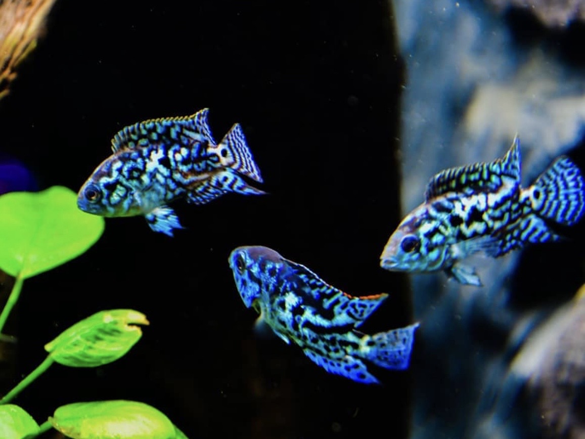 Najkrajšie akváriové ryby do sladkovodného akvária (TOP 25)