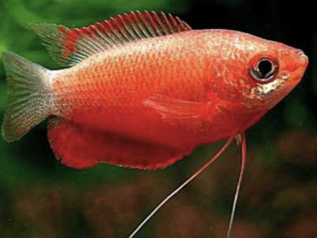 Najlepšie ryby do akvária pre začiatočníkov (15 nenáročných druhov)