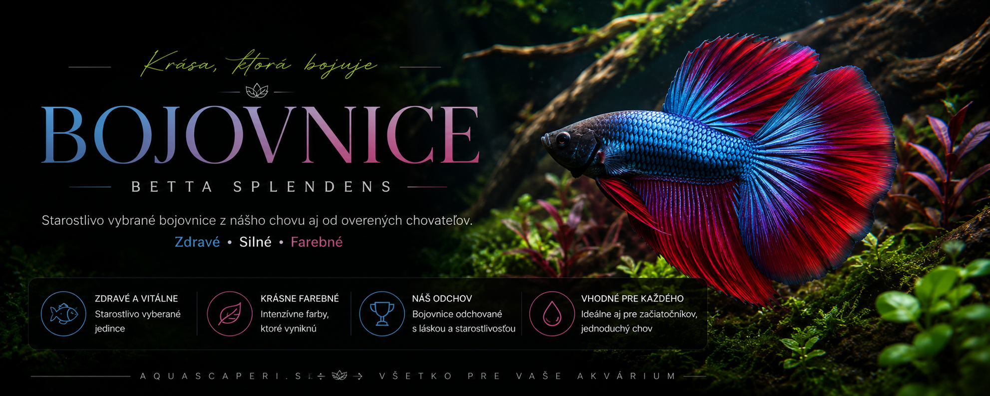 Bojovnice