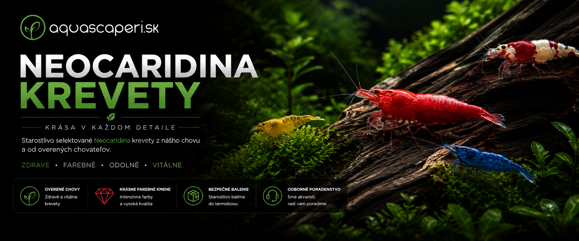 https://www.aquascaperi.sk/neocaridina-krevety/