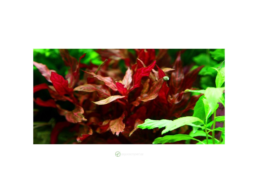 Alternanthera reineckii Rosanervig
