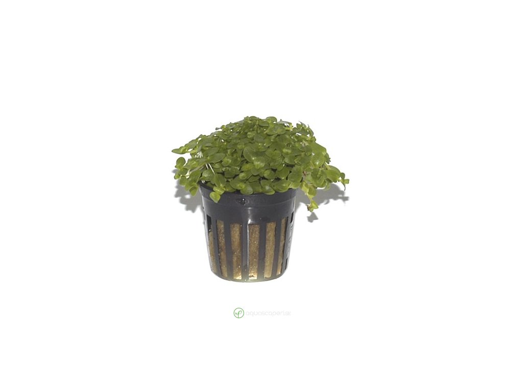Bacopa australis
