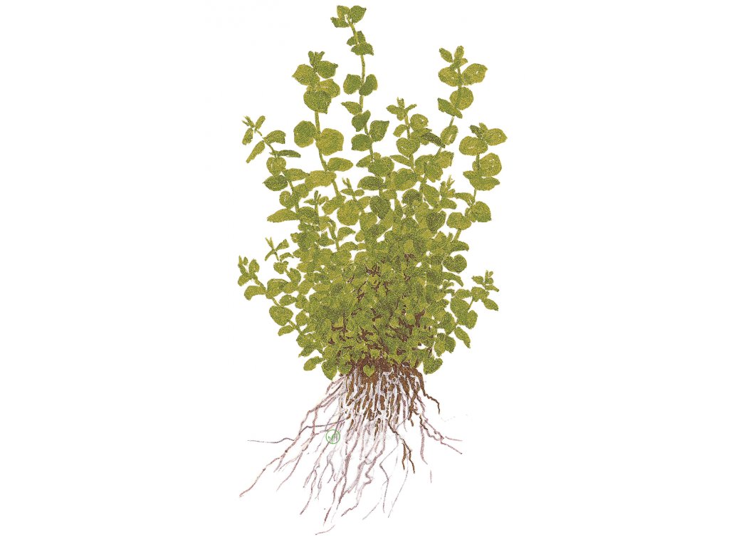 Micranthemum umbrosum (Delenie rastlín Tropica - Košík)