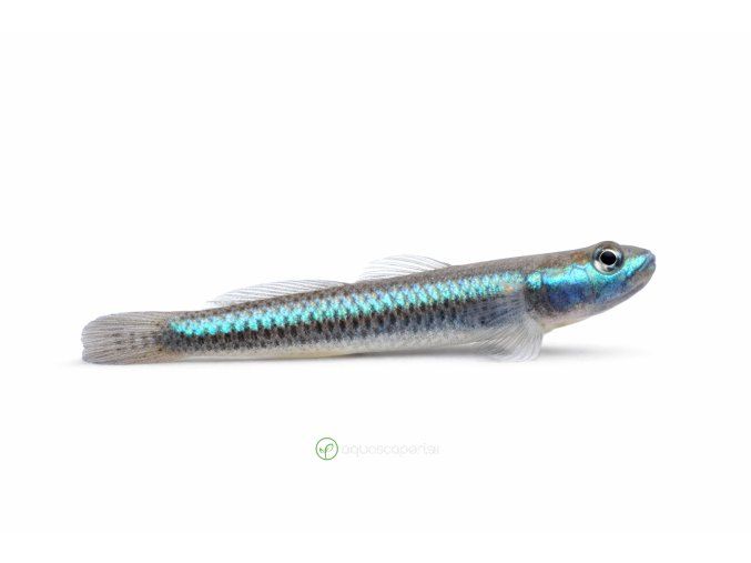 Ryba Stiphodon semoni v profile