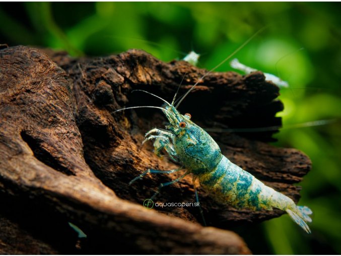 Kreveta - Caridina Taiwan Bee BLUE BOLT