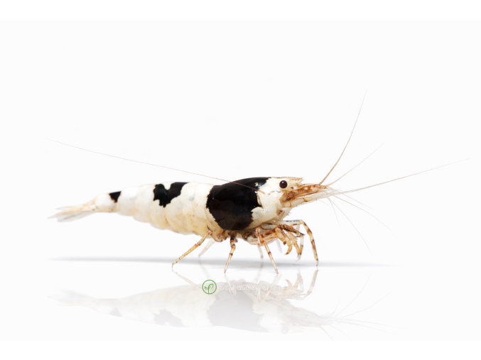 ChatGPT Image 16. 4. 2026, 10 31 36