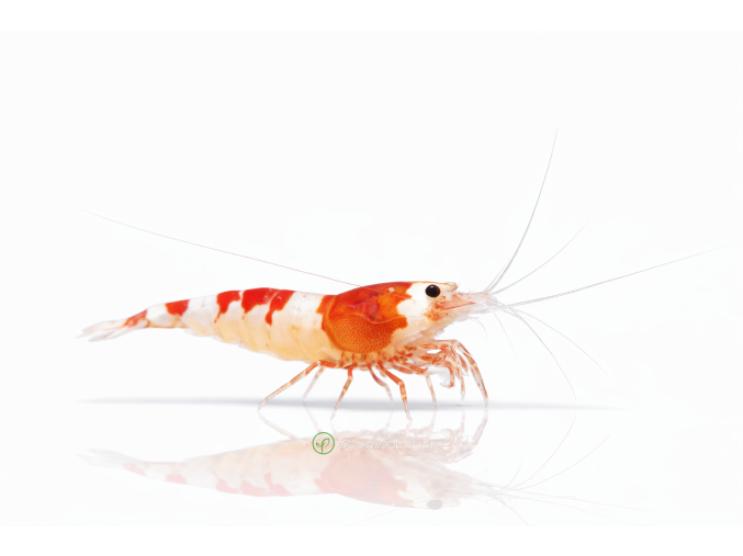 ChatGPT Image 16. 4. 2026, 10 35 03