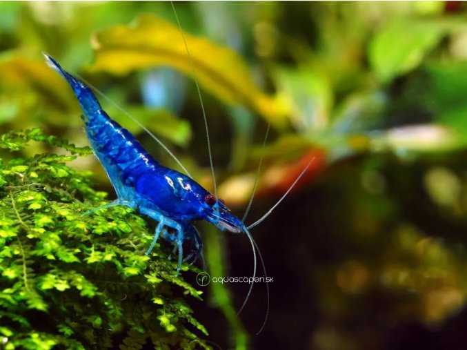 Neocaridina Davidi Blue (velvet)