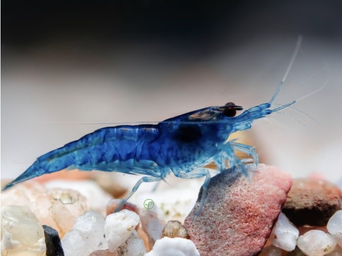 Neocaridina Davidi Blue (velvet)