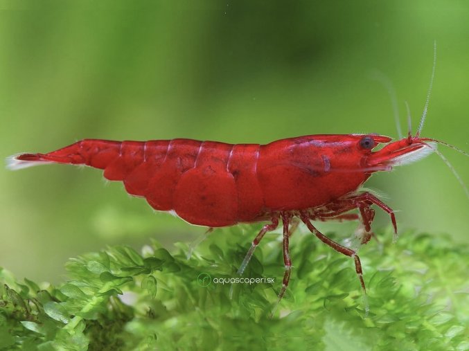 Neocaridina Davidi Bloody Mary Premium