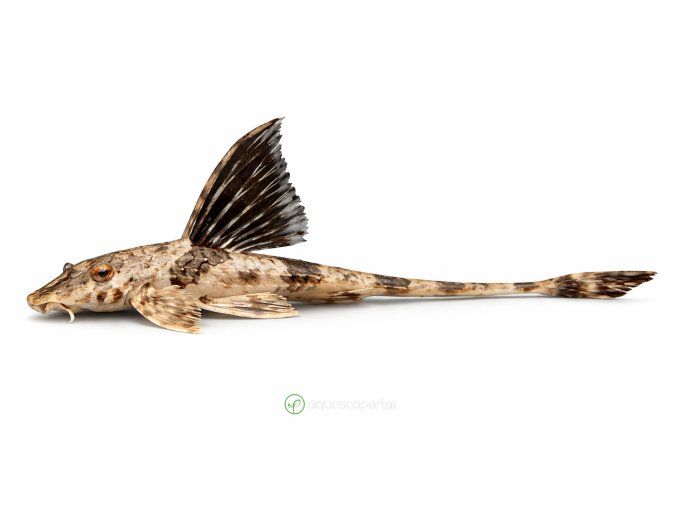 Záver marbled whiptail sumca