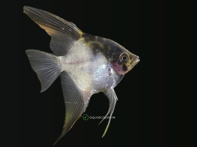 C57B2A71 2C11 4E68 9787 013CF2081AF4