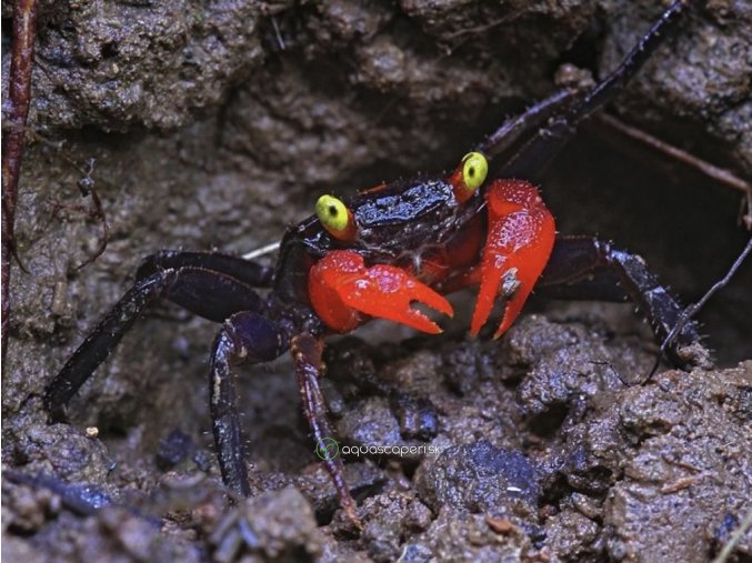 Krab Red Devil - Geosesarma / hagen (red devil)