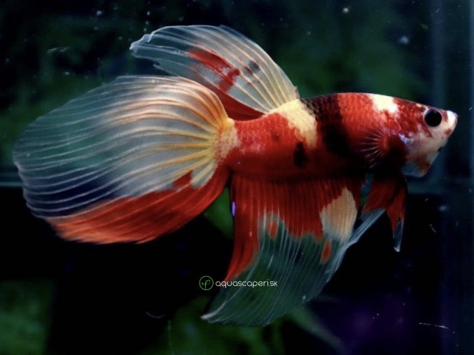 Bojovnica samec -Veiltail Nemo