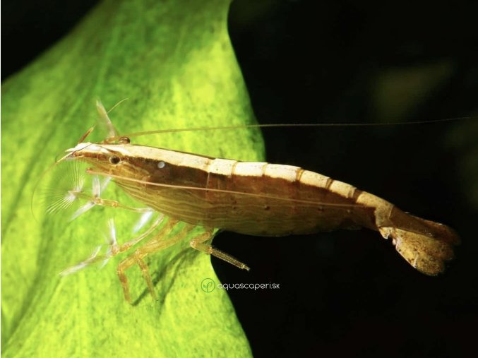 Kreveta Molucká - Atyopsis / moluccensis