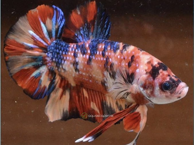 Bojovnica samec - Giant Nemo