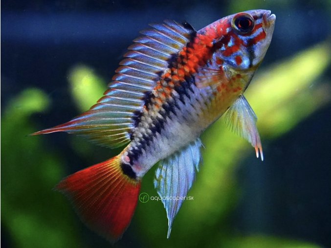 Cichlidka Macmasterova - Apistogramma / macmasteri