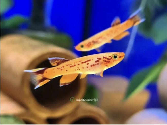 Kaprozúbka pestrá hjersenová - Aphyosemion / australe /hjersseni/