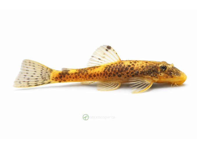 Bristlenose pleco v profile
