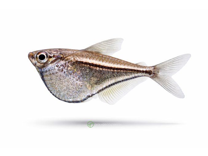 Marbled hatchetfish v profile