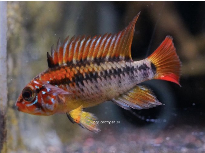 Cichlidka Macmasterova - Apistogramma / macmasteri red mask