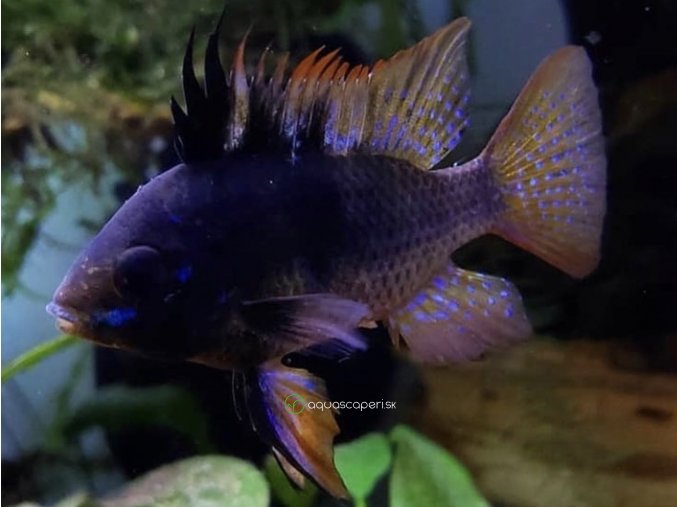 Ramirezka Black - Papiliochromis ramirezi / black