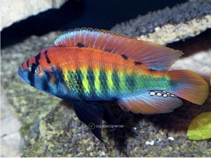 Papuľovec  nyererei - Haplochromis / nyererei