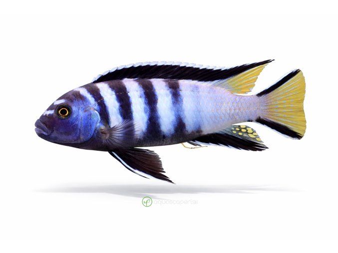 Zebra Mbuna s jasnými farbami