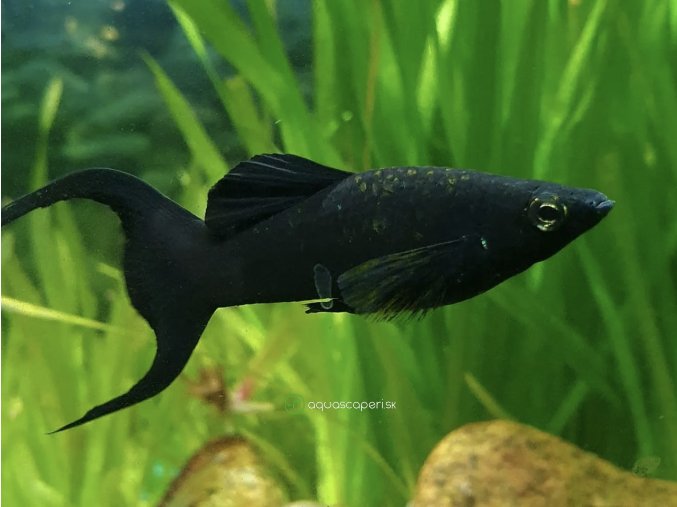 Živorodka ostropyská - Poecilia sphenops / black molly