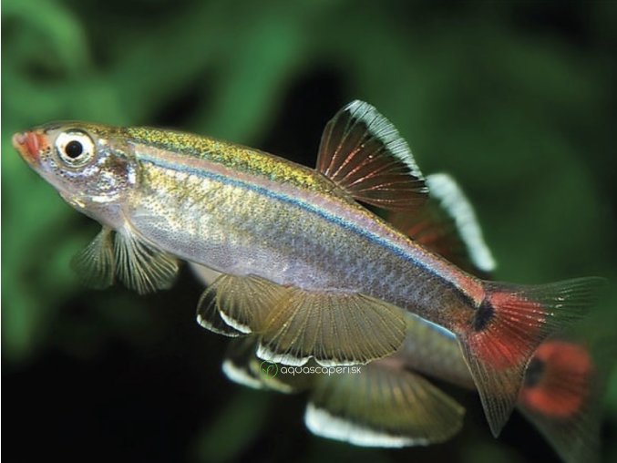 Kardinálka čínska - Tanichthys / albonubes