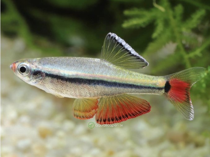 Kardinálka vietnamská - Tanichthys / micagemmae