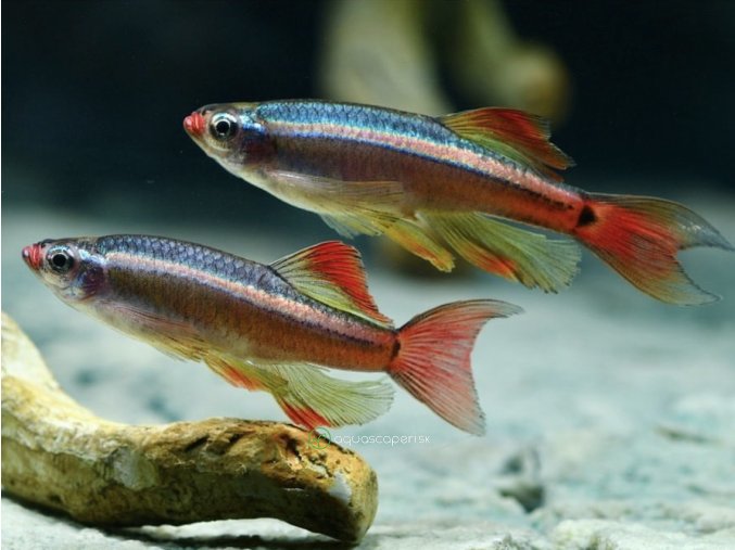 Kardinálka čínská závojová - Tanichthys / albonubes long fin