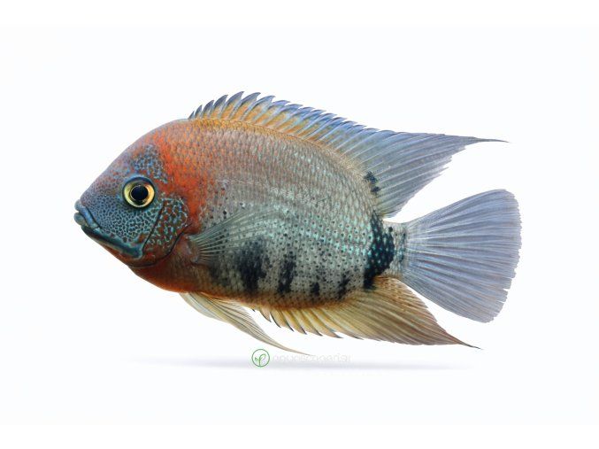 Cichlid fish against a white backdrop