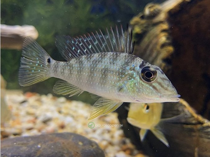 Perleťovka čertovská - Geophagus / jurupari