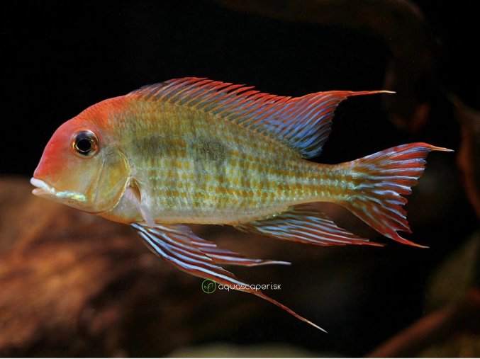 Perleťovka sp. Tapajos - Geophagus / sp. red head Tapajos