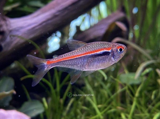 Tetra amapanská - Hyphessobrycon / amapaensis