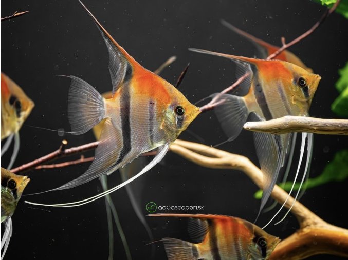 Skalár red beck - Pterophyllum scalare / manacapuru red beck