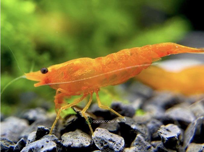 Neocaridina davidi orange sunkist
