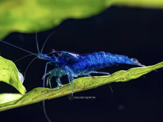 Neocaridina davidi Blue Dream