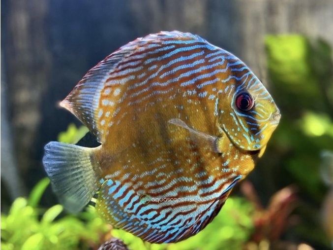 Diskus modrý royal - Symphysodon / Royal Blue