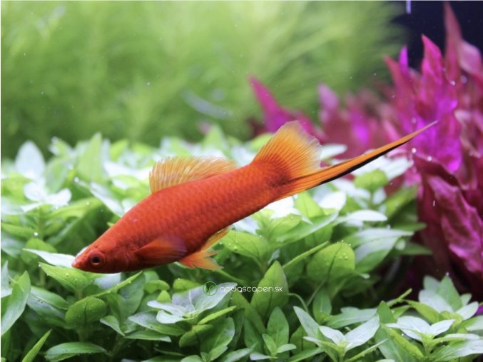 Mečúň mexický var. červená - Xiphophorus Hellerii red