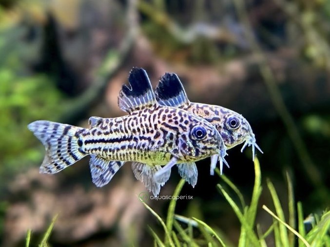 Pancierniček leopardí - Corydoras julii
